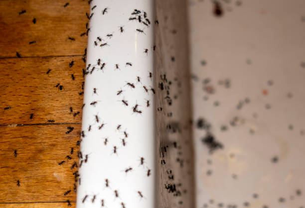 Best Local Pest Control Services  in Manassas, VA