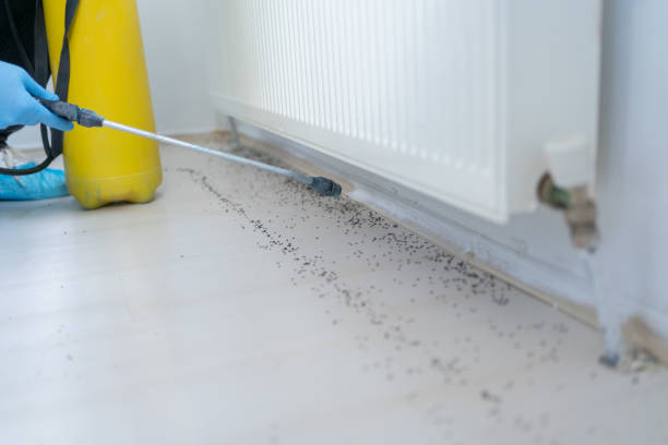Best Affordable Pest Control Services  in Manassas, VA